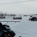 the farm, with Icelandic horses